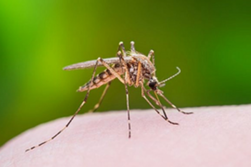 Deaths from West Nile fever in Israel surge to 31