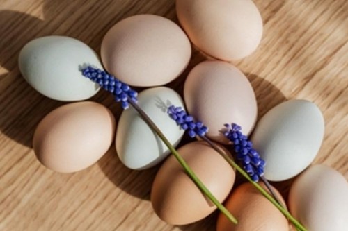 Japan egg prices surge amid record 16 million bird flu cullings