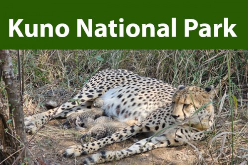 Kuno National Park welcomes three more cheetah cubs boosting population to 38