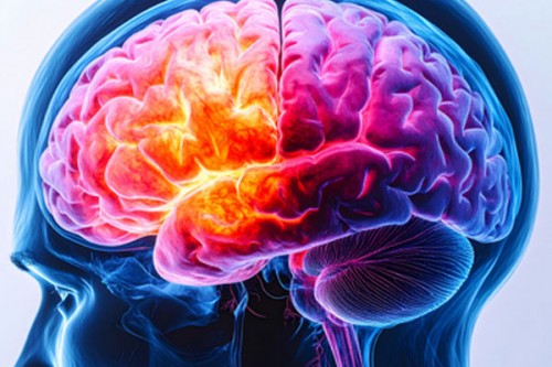 Animal studies show Alzheimer's disease can be reversed