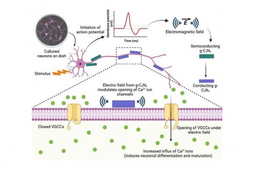 INST researchers develop nanomaterial that stimulates brain cells without surgery