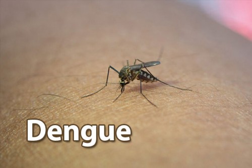 Dengue fever surges in US states prompt health officials to brace for new normal
