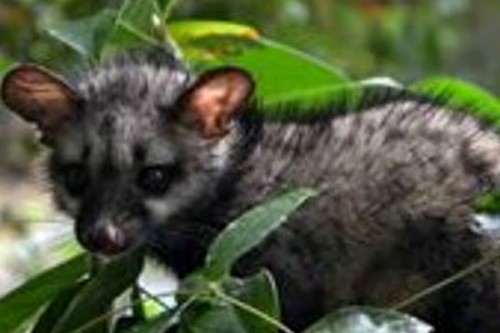 After troubling CM and LoP, toddy cat disrupts Kerala HC proceedings