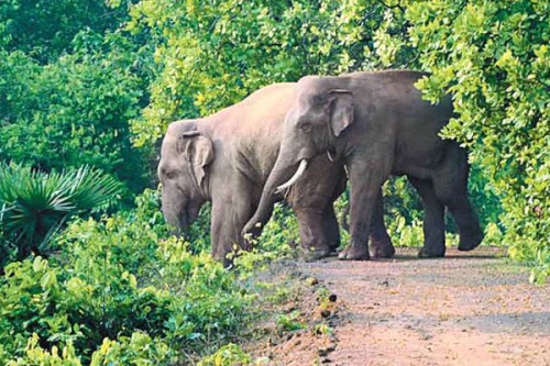 Jharkhand: Three of a family killed, two injured in elephant attack in Bokaro