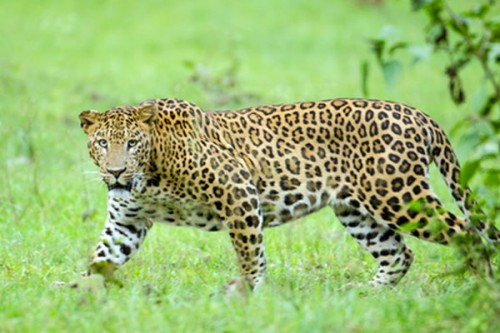 Kerala man fights off leopard to save 4-year-old son