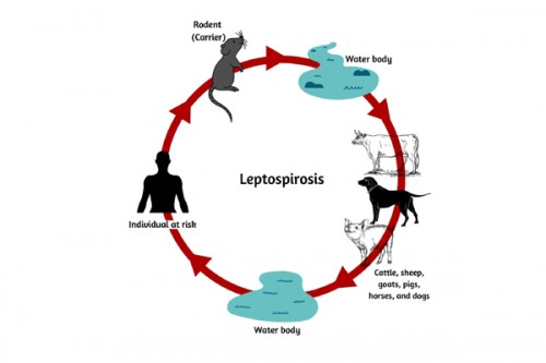 32 people die from leptospirosis in Indonesia