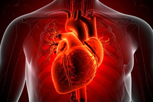 Human heart regrows muscle cells after heart attack: Study