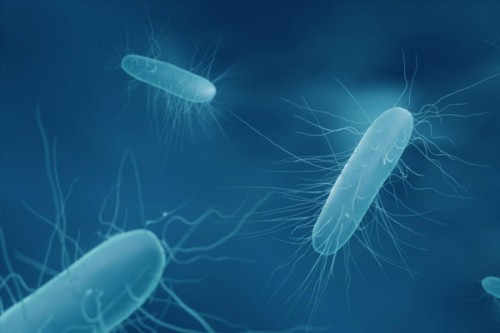 After man dies of Nipah virus, six Kerala districts put on alert