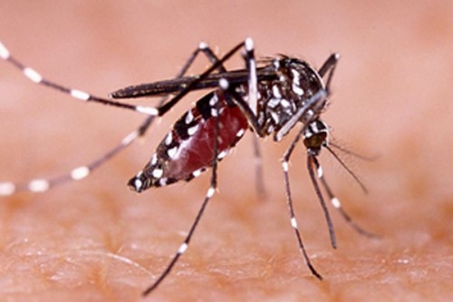 Dengue fever cases surge in Vietnam's capital Hanoi