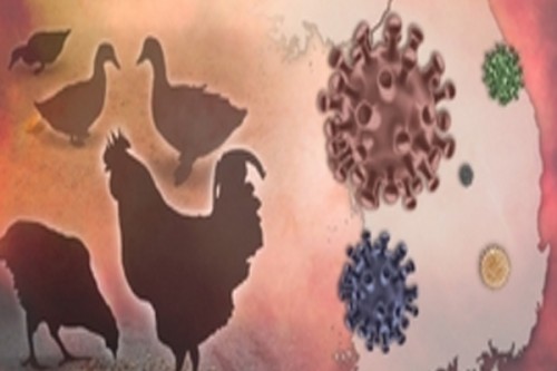 Emergency control zones set up as second Sydney farm reports bird flu