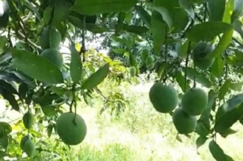 TN farmers to hold statewide protest on June 10 over mango price crash