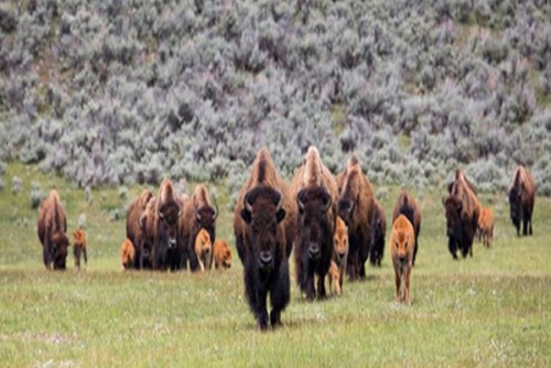 US bill seeks to expand tribal buffalo herds