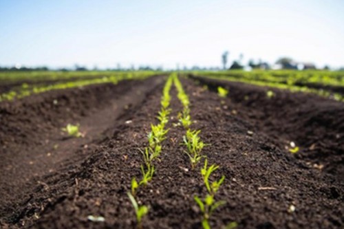 Australian scientists trial volcanic rock for sustainable farming