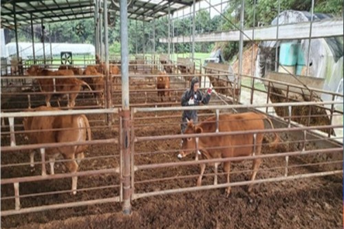 South Africa releases first locally produced FMD vaccine in 20 years