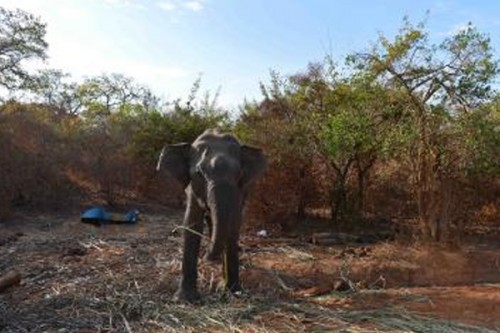 Sri Lanka to revive tourism after Cyclone Ditwah