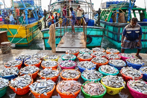 India to scale value?added seafood exports, tap marine potential