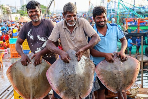 India to host envoys of 83 countries at roundtable on seafood exports