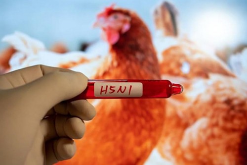 Japan confirms new highly pathogenic bird flu outbreak in Hokkaido