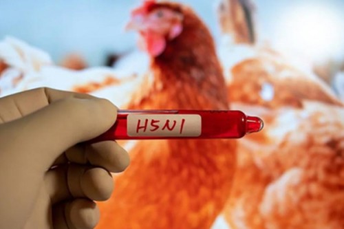 Season's 1st bird flu outbreak in Japan confirmed in Hokkaido