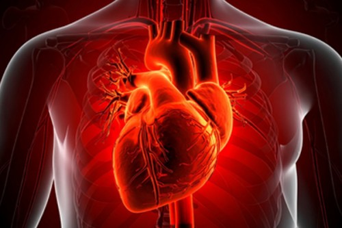 Study shows bacterial infections trigger heart attacks