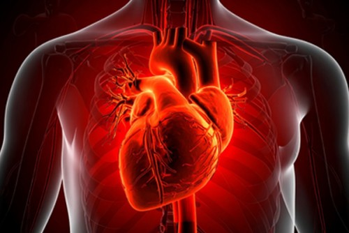 Human heart regrows muscle cells after heart attack: Study
