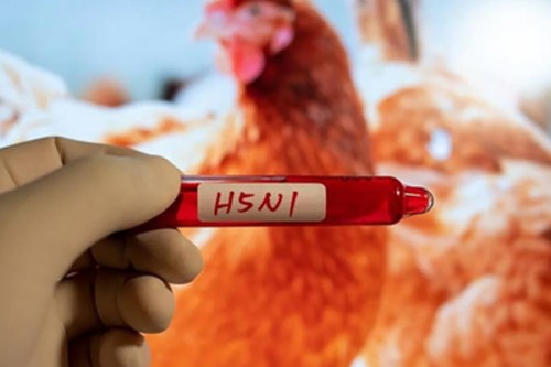 Toddler in western Cambodia becomes 16th victim of bird flu in 2025