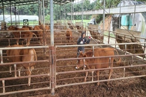 South Africa releases first locally produced FMD vaccine in 20 years