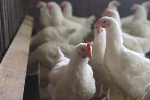 Japan reports avian influenza outbreak in Hokkaido