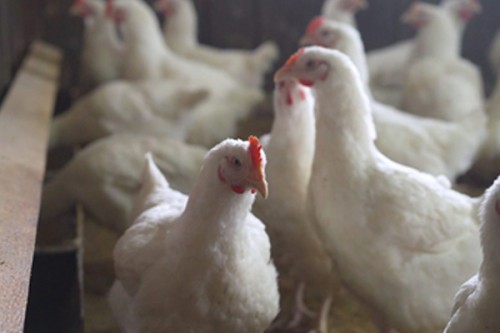 Japan confirms season's third bird flu outbreak
