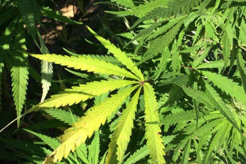 Farmer arrested for cultivating marijuana in Gujarat village