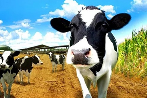 India continues to hold top position in global milk production