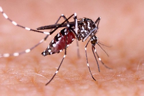 Bangladesh records 1,147 new dengue cases in 24 hours