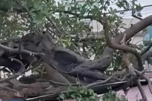 Tragedy in Dwarka: Tree collapse claims four lives amid heavy rain