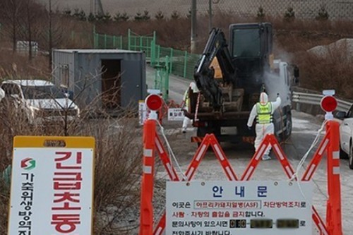 South Korea reports 1st African swine fever case in 2 months