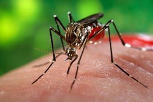 New Australian venture to target deadly disease-spreading mosquitoes