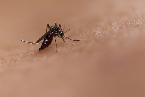 Vietnam warns of rising dengue fever cases