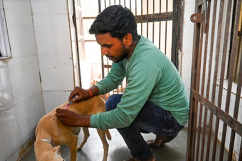 Salem leads TN in dog bite cases with 4 rabies deaths in 2025