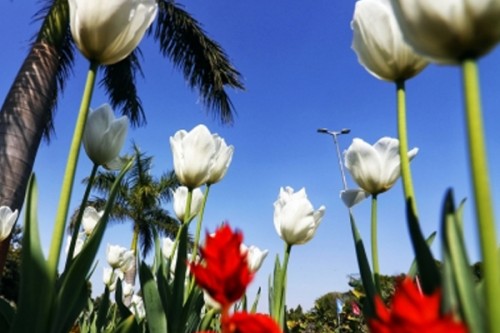 NDMC to inaugurate annual Tulip Festival 2026 today