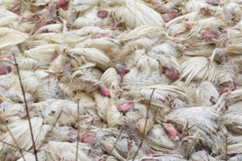 India experienced 41 outbreaks of bird flu in 10 states in 2025: Centre