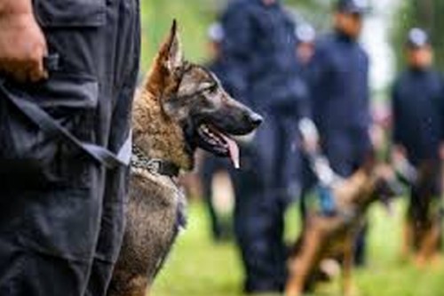Attacks on police dogs, horses could trigger deportation under US House bill