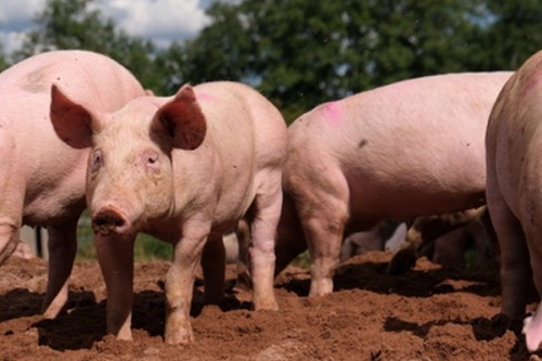 Philippines bans pork imports from Spain amid ASF outbreak