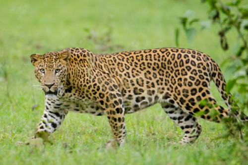 Elusive leopard finally trapped on Hyderabad outskirts