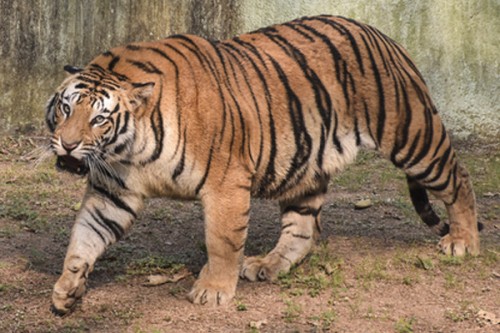 Search and rescue operation underway as tiger prowls near Rajahmundry in Andhra Pradesh