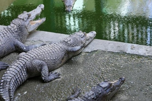 Man attacked by crocodile in Australia