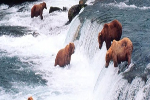 Slovenians urge govt to curb rising brown bear population