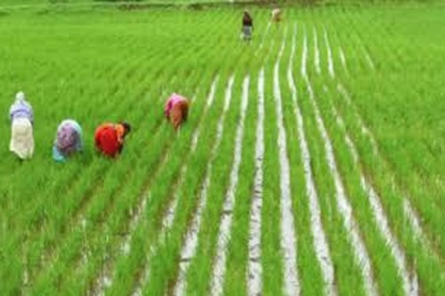 TN steps up paddy procurement amid rain challenges