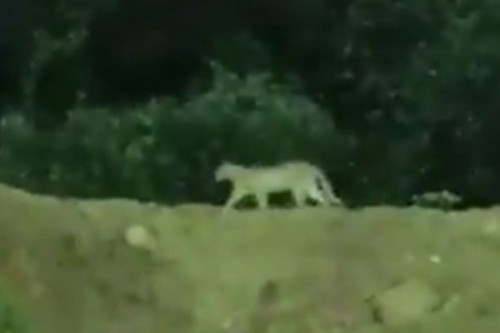 Forest teams continue search for leopard sighted near Hyderabad Metro station