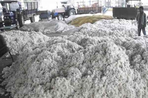 National Seed Association demands price correction of cotton seeds