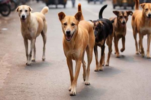Tragedy in Telangana Village: Stray Dogs Kill 3-Year-Old Girl-What Led to This?