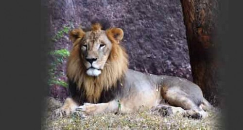 Pharma company adopts African lion at Hyderabad Zoo
